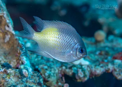 Amblyglyphidodon flavilatus