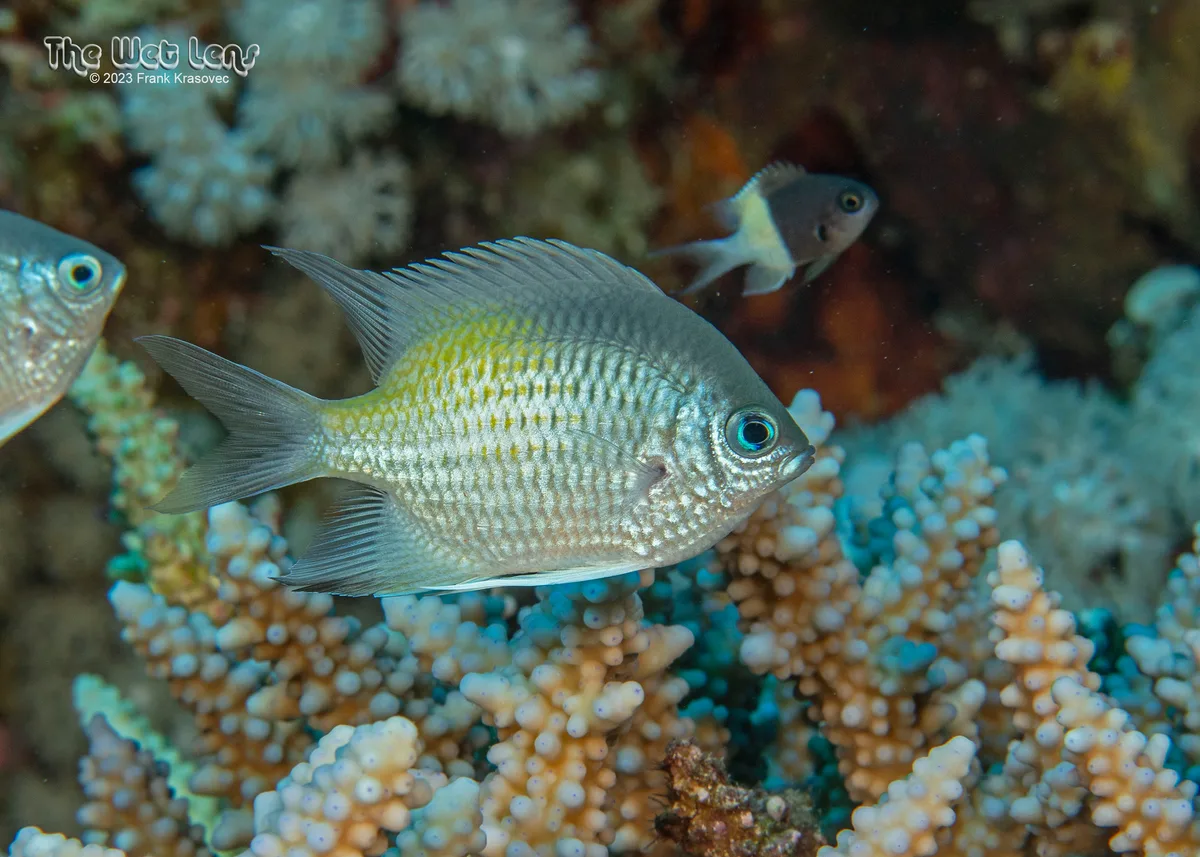 Amblyglyphidodon flavilatus - Marsa 'Alam, Al Bahr al Ahmar, Egypt