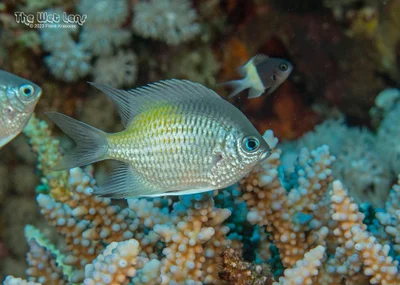 Amblyglyphidodon flavilatus - Marsa 'Alam, Al Bahr al Ahmar, Egypt
