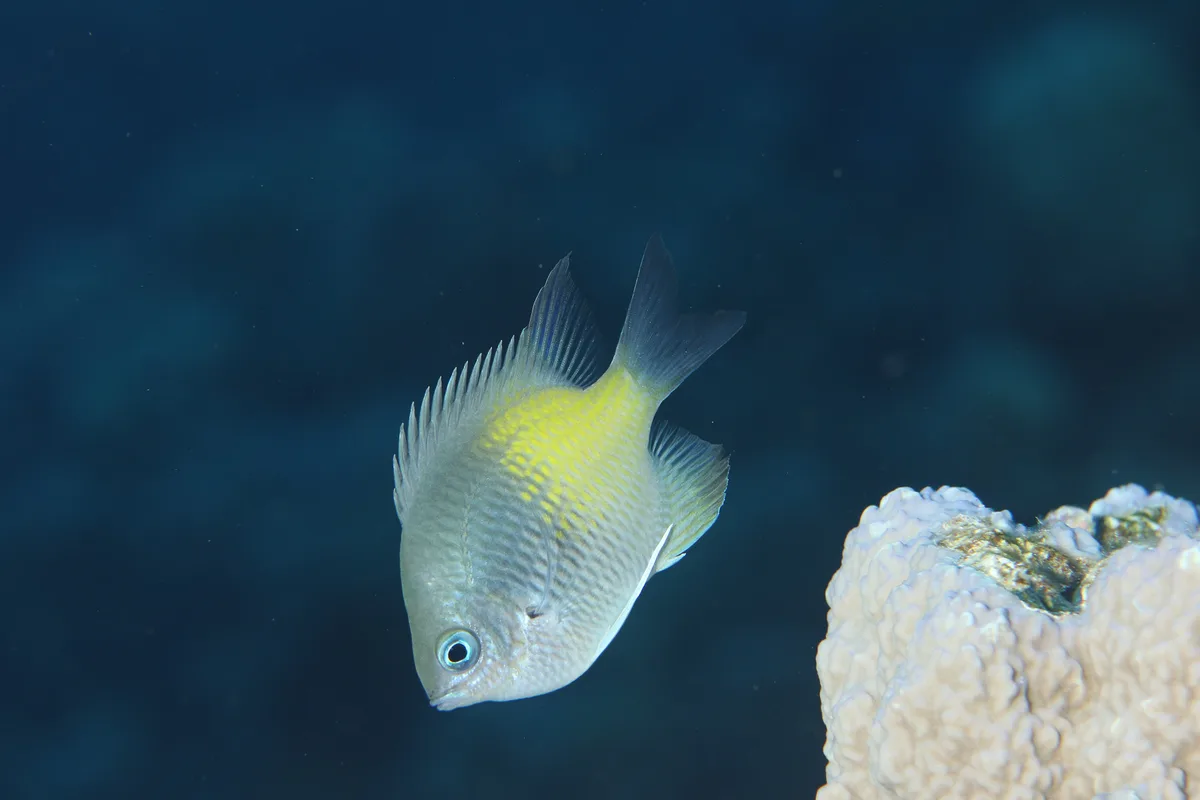 Amblyglyphidodon flavilatus