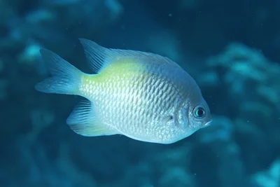 Amblyglyphidodon flavilatus - Wadi El-Gemal - Hamata