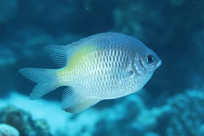 Amblyglyphidodon flavilatus - Wadi El-Gemal - Hamata