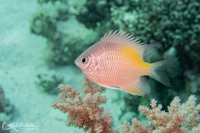 Amblyglyphidodon flavilatus - Marsa 'Alam, EG-BA, EG