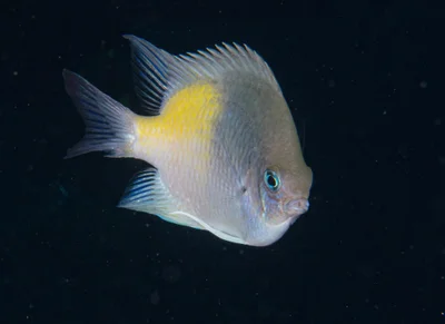 Amblyglyphidodon flavilatus - Marsa Alam, Red Sea Governorate, Egypt