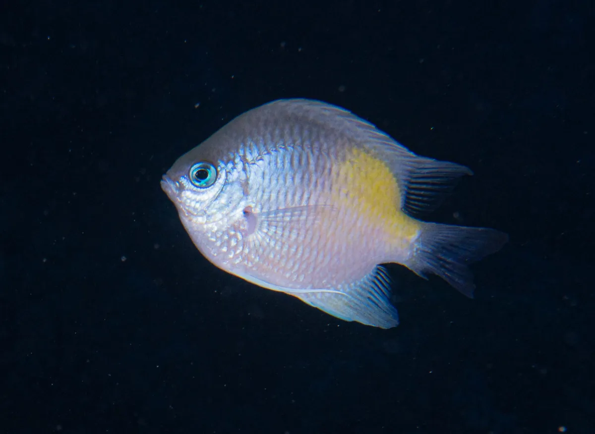 Amblyglyphidodon flavilatus - Marsa Alam, Red Sea Governorate, Egypt
