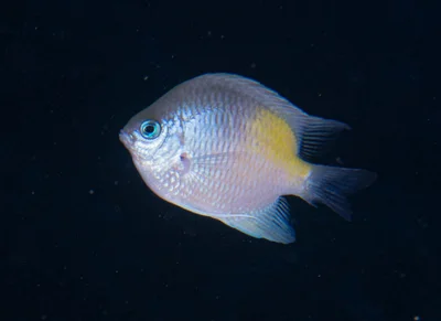Amblyglyphidodon flavilatus - Marsa Alam, Red Sea Governorate, Egypt