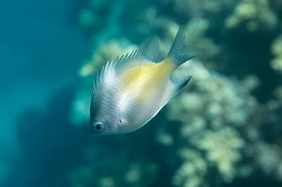 Amblyglyphidodon flavilatus - Хургада, Qesm Hurghada, Аль-Бахр-аль-Ахмар, Египет