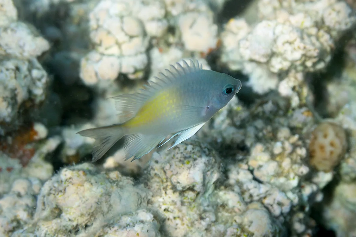 Amblyglyphidodon flavilatus - Хургада, Qesm Hurghada, Аль-Бахр-аль-Ахмар, Египет