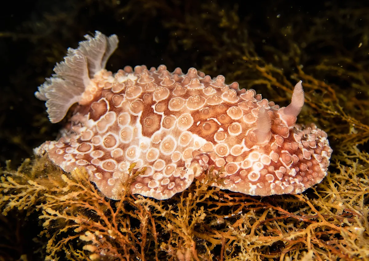 Carminodoris grandiflora