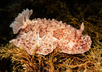Carminodoris grandiflora