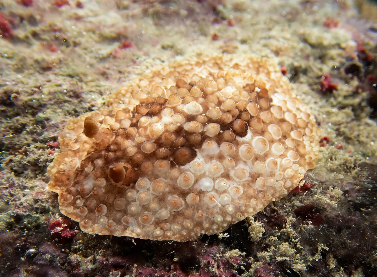 Carminodoris grandiflora