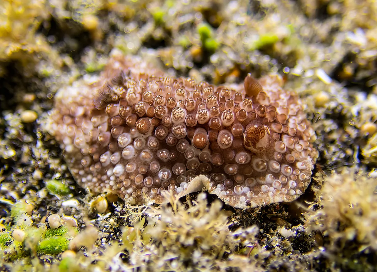 Carminodoris grandiflora