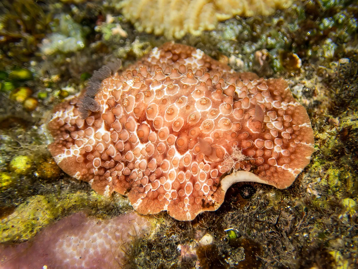 Carminodoris grandiflora