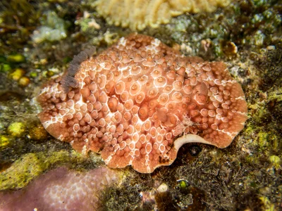 Carminodoris grandiflora
