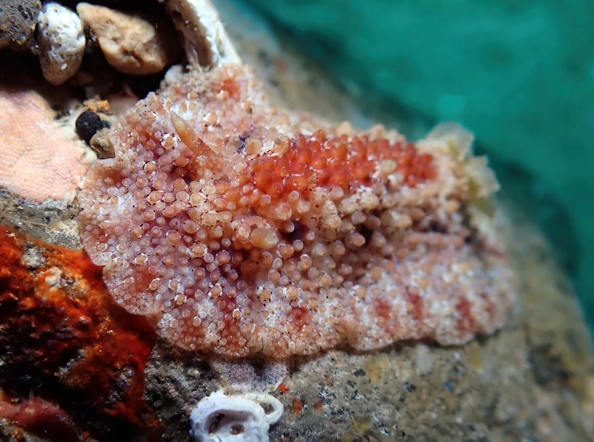 Carminodoris grandiflora