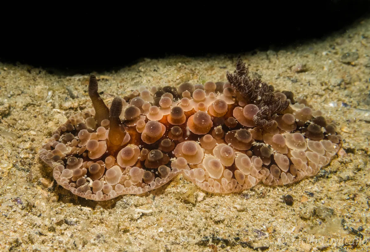 Carminodoris grandiflora