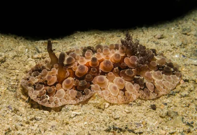 Carminodoris grandiflora