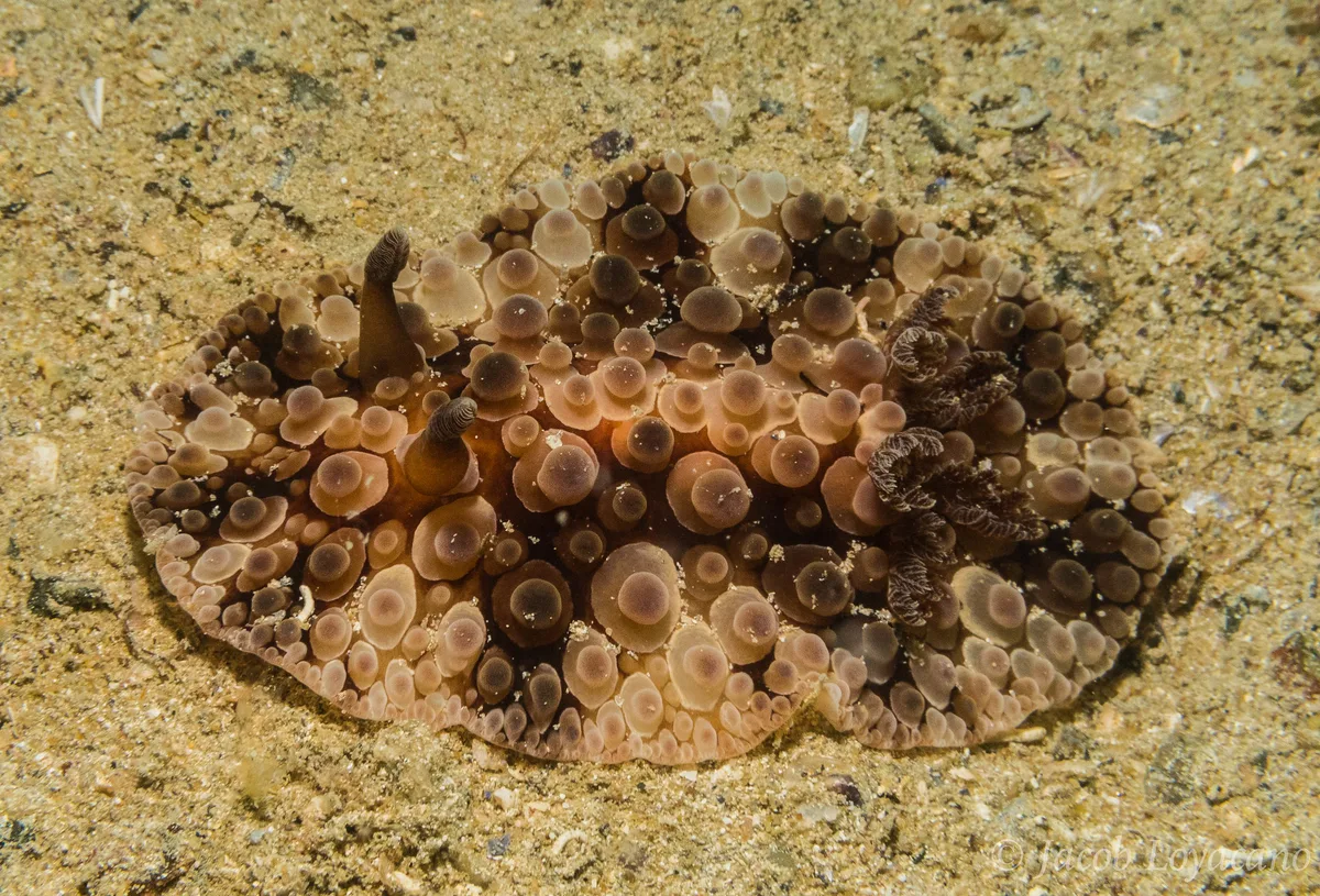 Carminodoris grandiflora