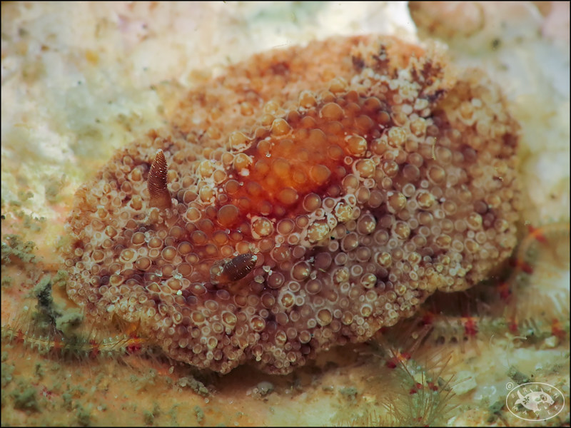 Nudibranch (Carminodoris nodulosa)