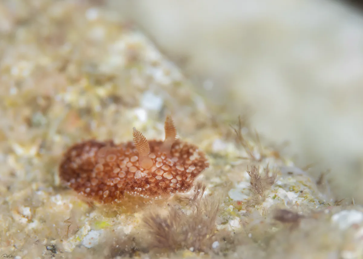 Carminodoris grandiflora - אילת, ישראל