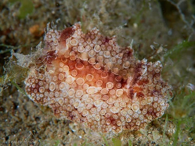 Carminodoris grandiflora - Gold Coast QLD, Australia