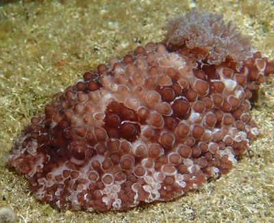 Carminodoris grandiflora - Saint-Pierre, RE-PR, RE