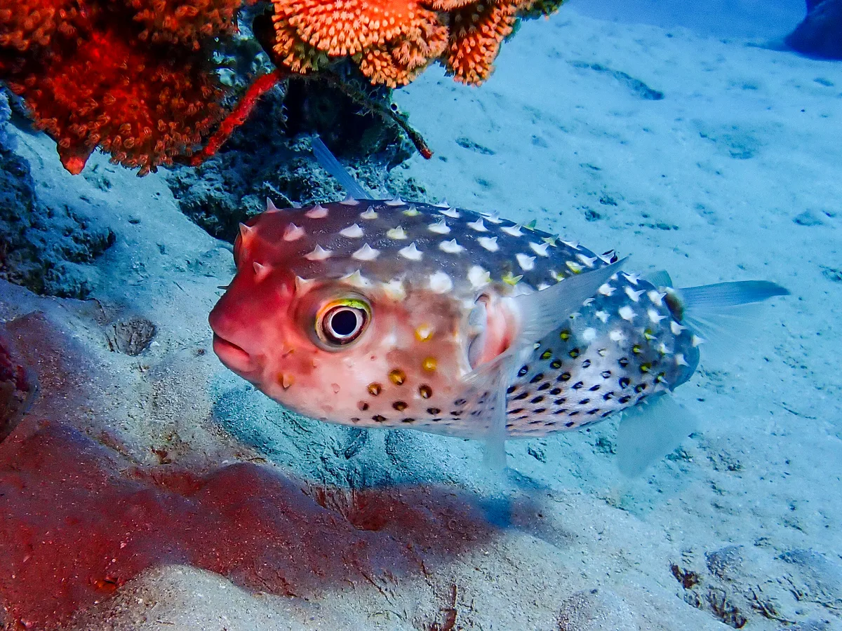 Yellow-spotted Burrfish