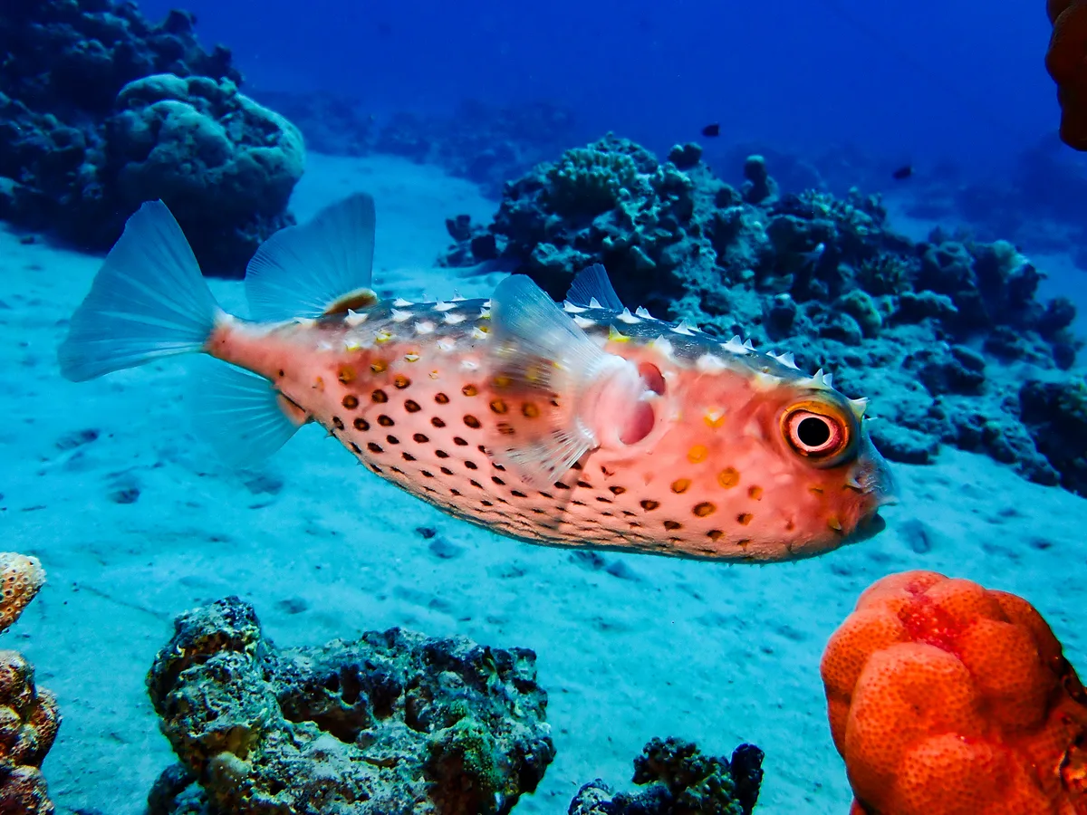 Yellow-spotted Burrfish