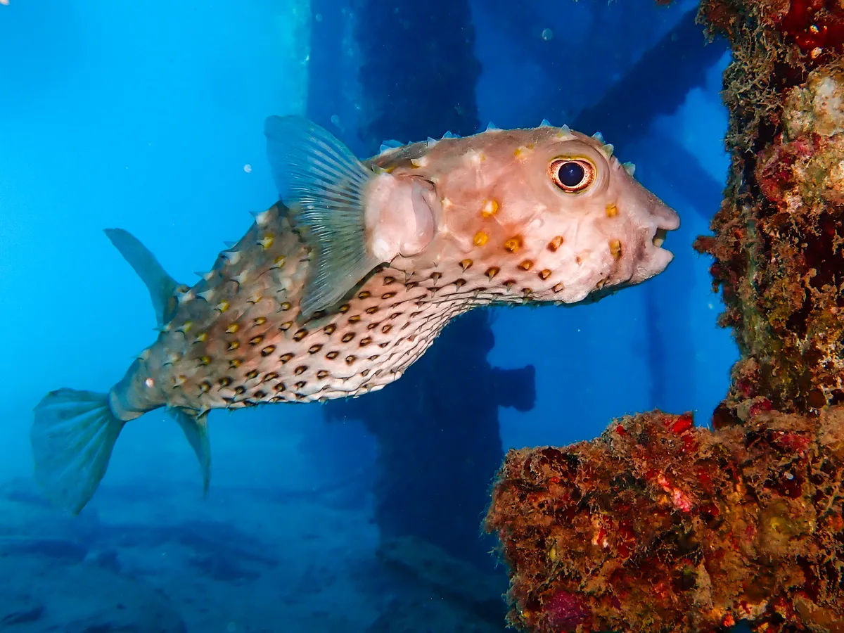 Yellow-spotted Burrfish