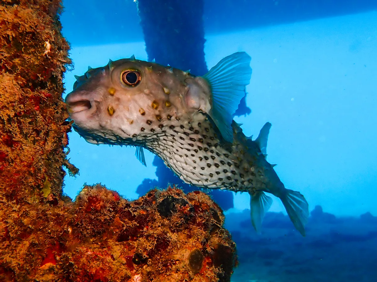 Yellow-spotted Burrfish