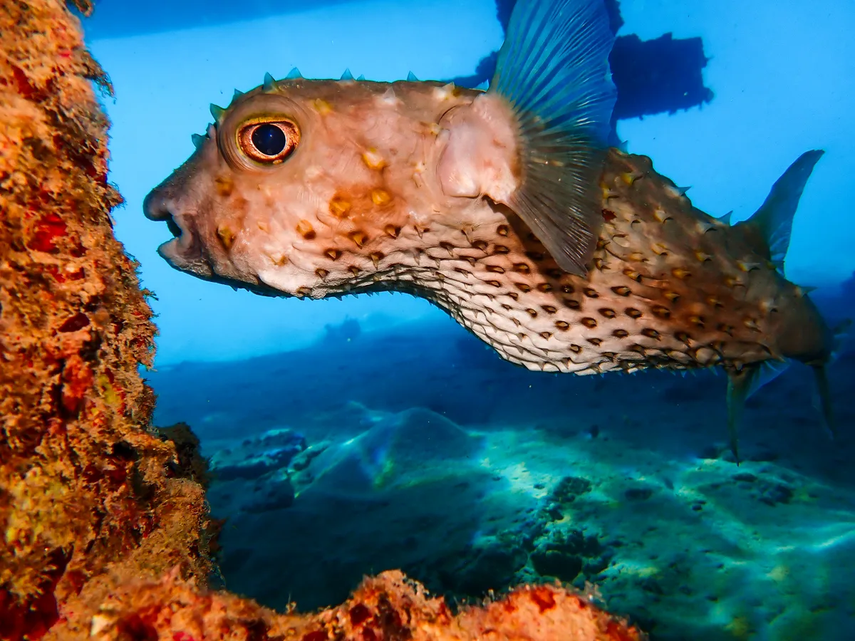 Yellow-spotted Burrfish