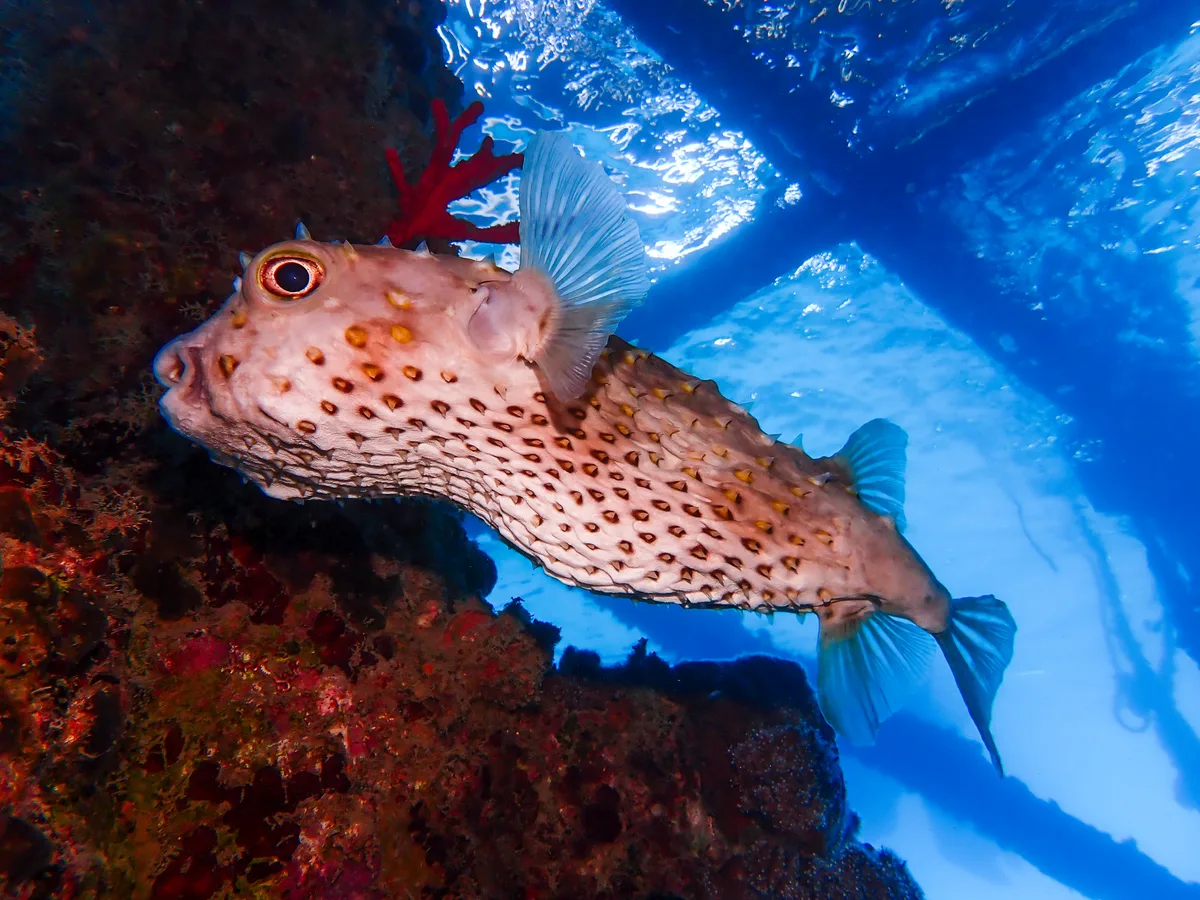 Yellow-spotted Burrfish