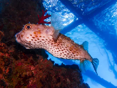 Yellow-spotted Burrfish