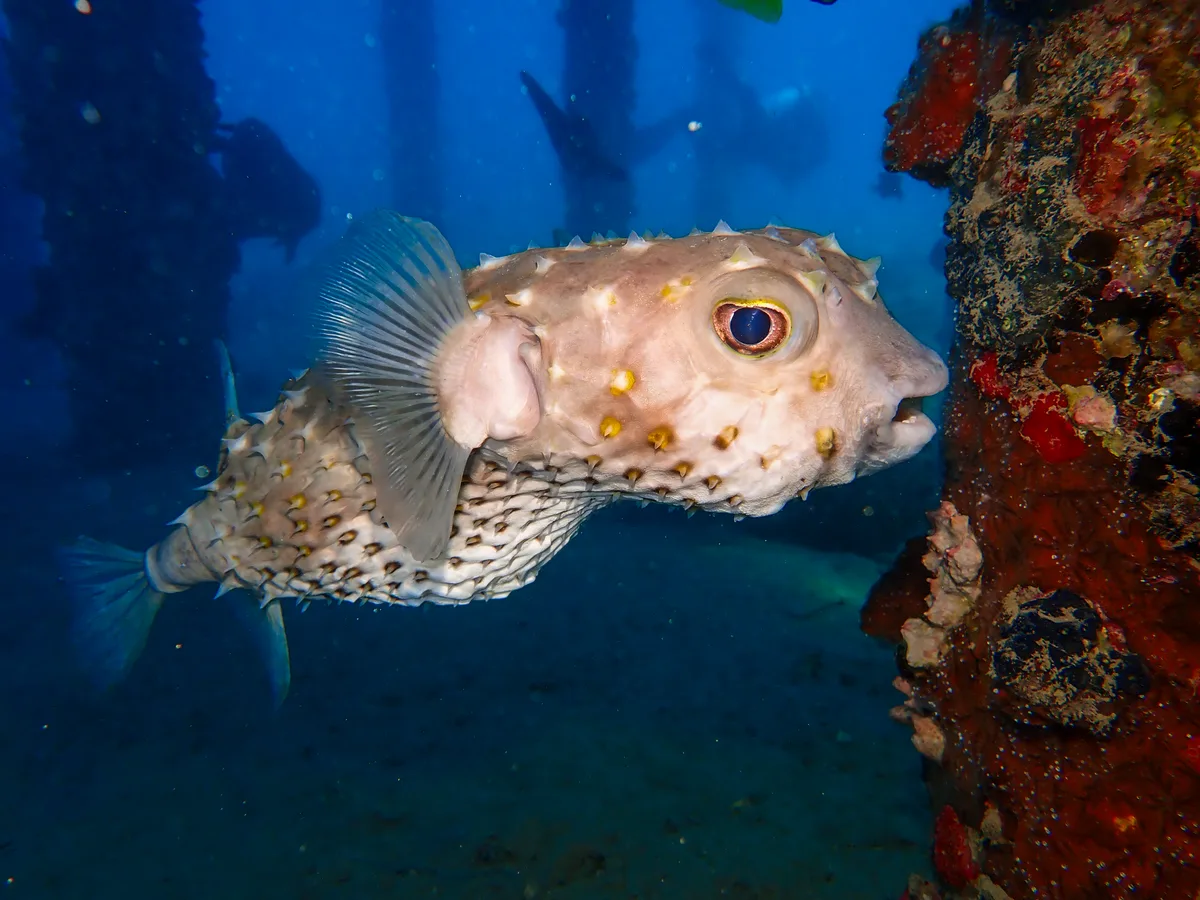 Yellow-spotted Burrfish