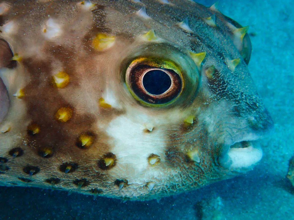 Yellow-spotted Burrfish