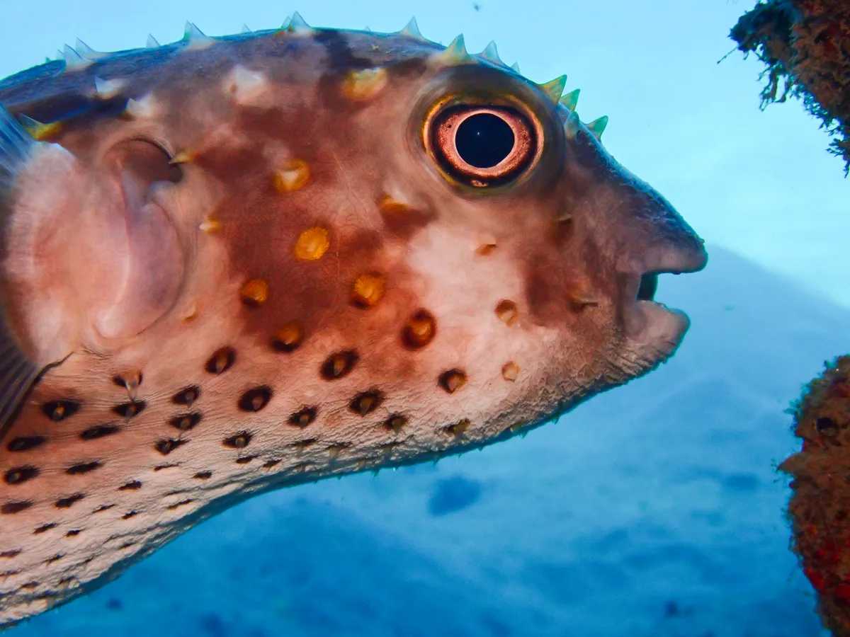 Yellow-spotted Burrfish