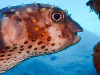 Yellow-spotted Burrfish