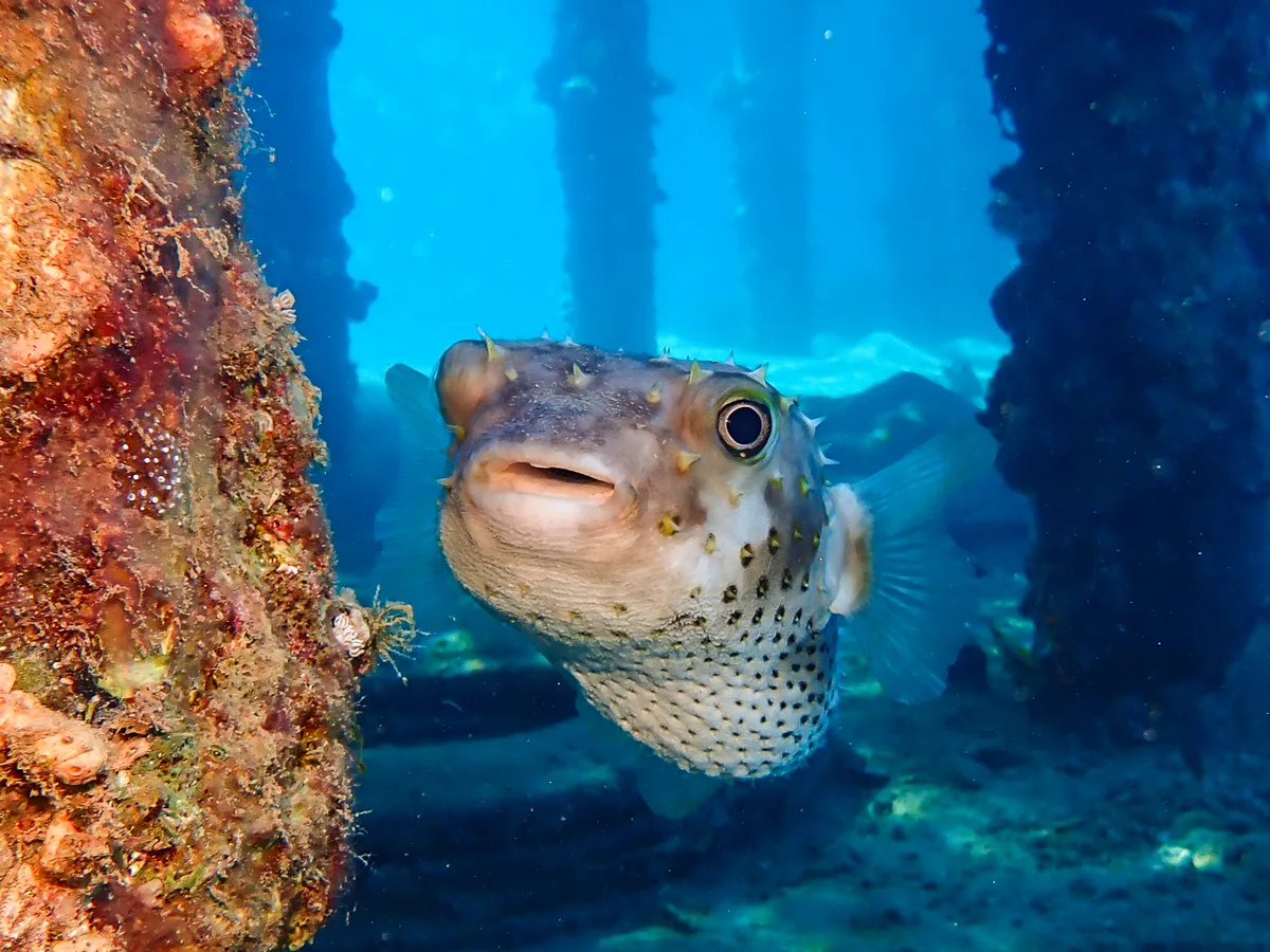 Yellow-spotted Burrfish