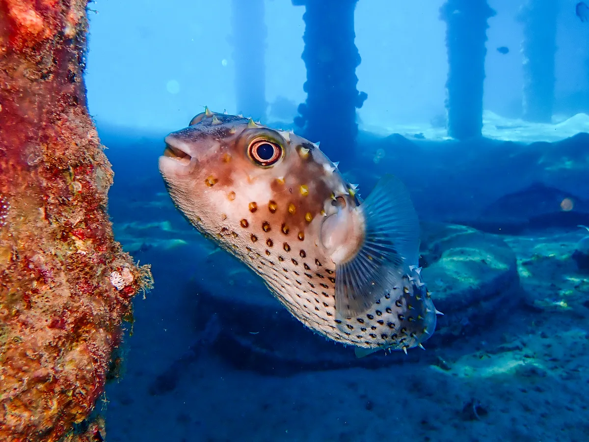 Yellow-spotted Burrfish