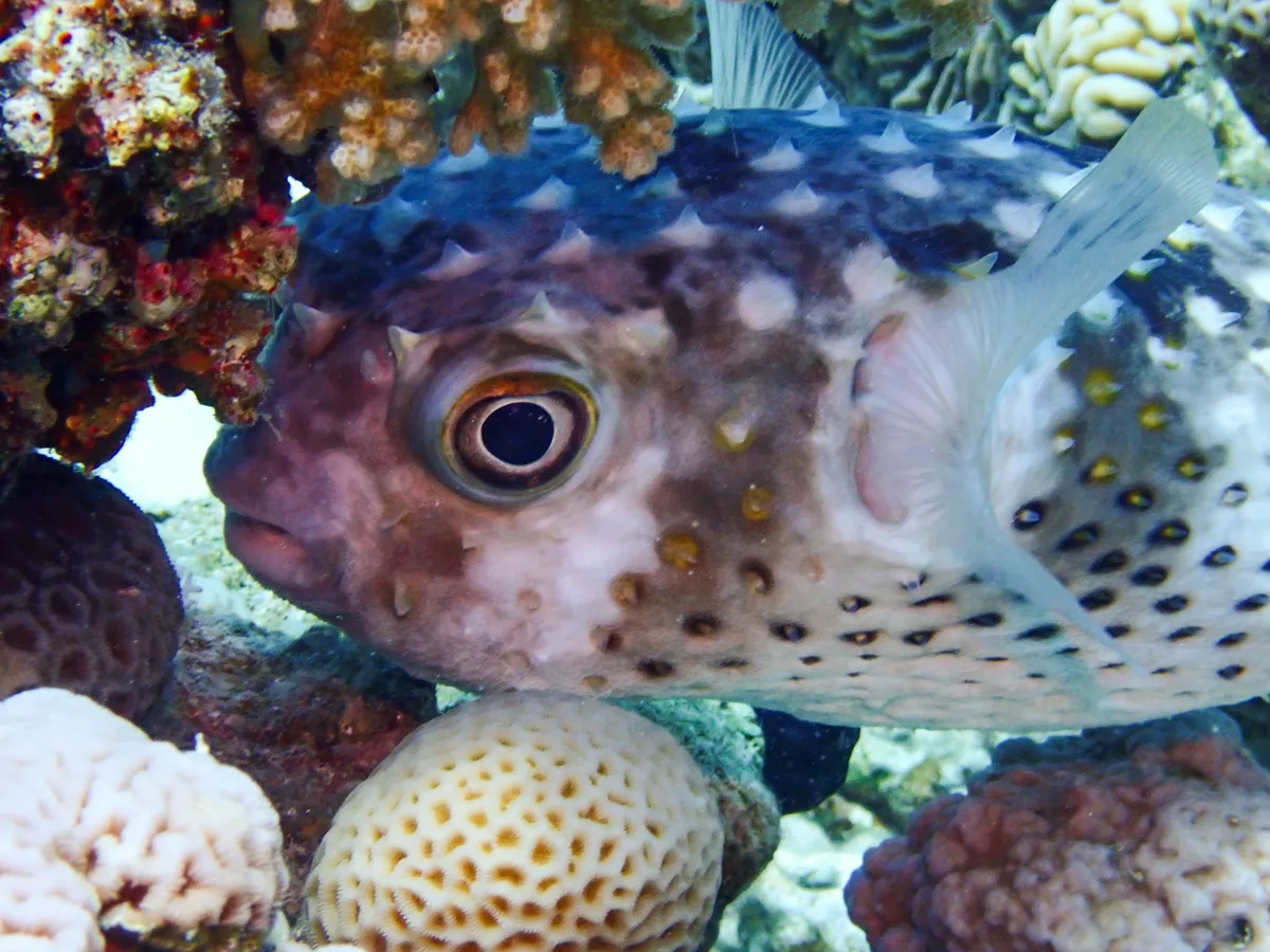 Yellow-spotted Burrfish