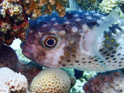 Yellow-spotted Burrfish
