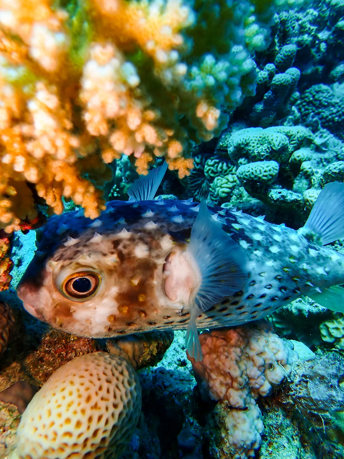 Yellow-spotted Burrfish
