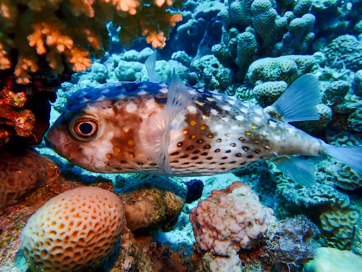 Yellow-spotted Burrfish
