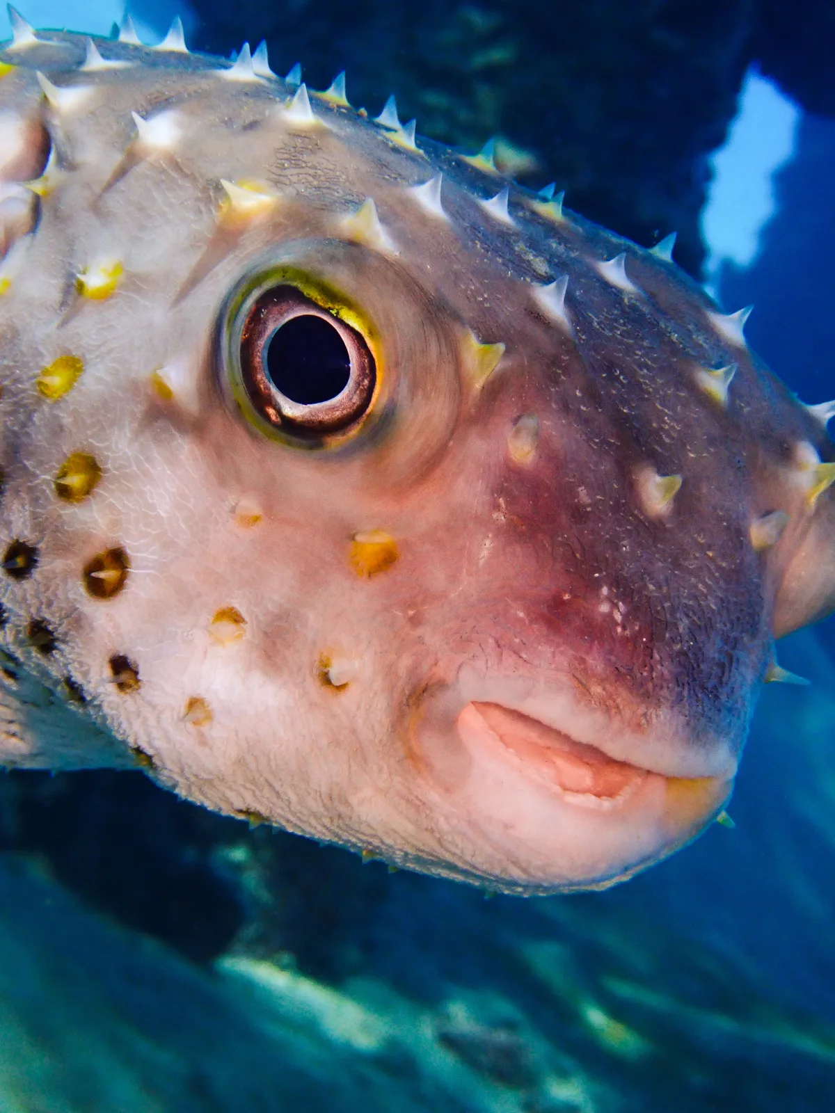 Yellow-spotted Burrfish