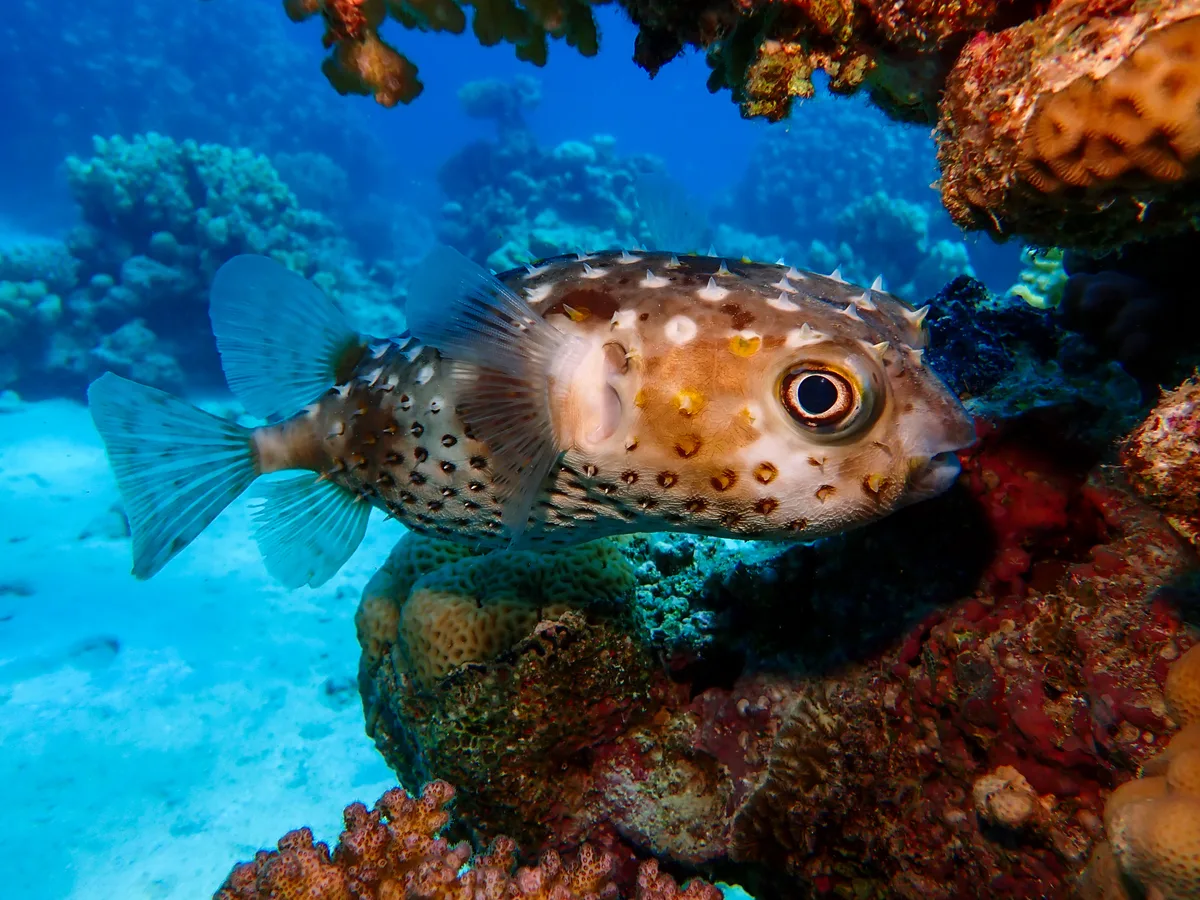 Yellow-spotted Burrfish