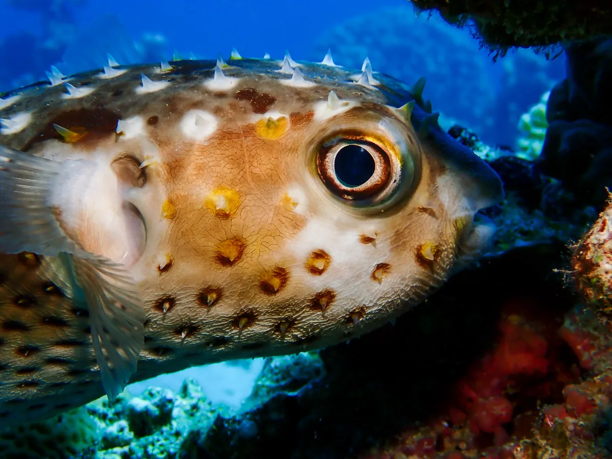 Yellow-spotted Burrfish