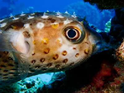 Yellow-spotted Burrfish