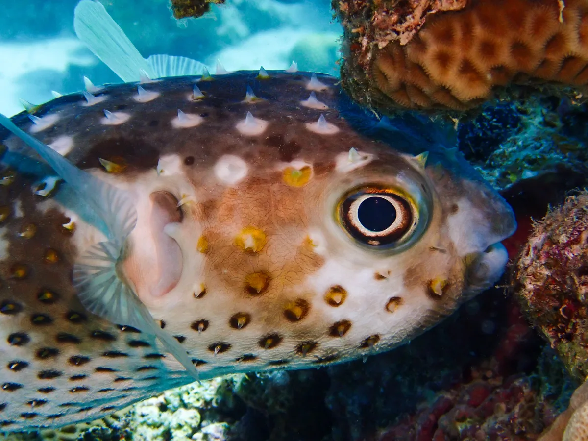 Yellow-spotted Burrfish