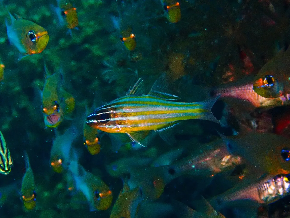 Yellow-striped Cardinalfish