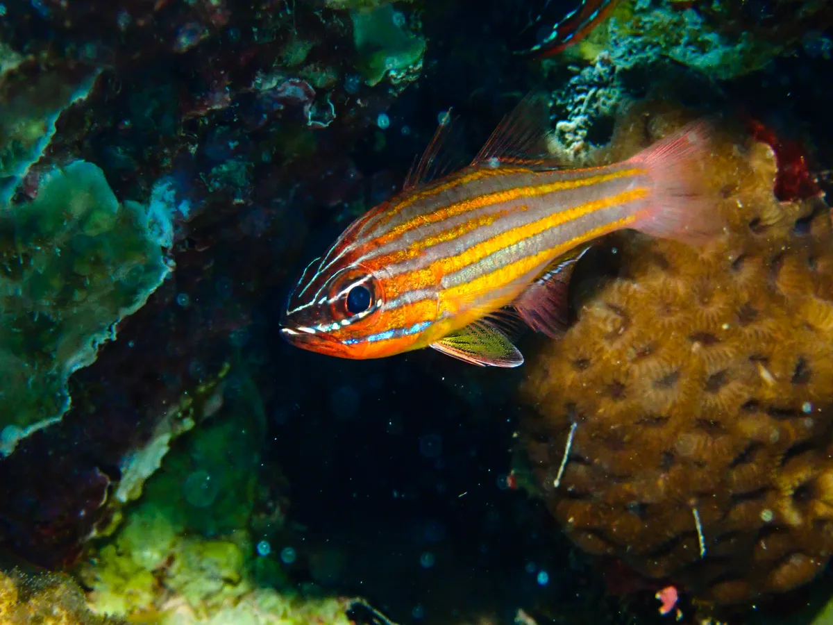 Yellow-striped Cardinalfish